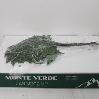 Freshy Nephrolepis Fougère épée | Couleur: Vert | Longueur ± 60 centimeter | Par 2 touffes