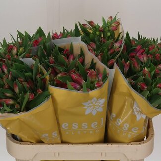 Freshy Alstroemeria Bubblicious