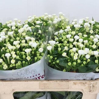 Freshy Eustoma Lisianthus Enkelbloemig “Bohemian Black Violet” | Kleur: Paars | Lengte ± 70 centimeter | Per 10 stelen