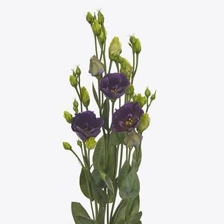 Freshy Aster “Cassandra” | Kleur: Paars | Lengte ± 70 centimeter | Gewicht ± 30 gram per tak | Per 25 stelen