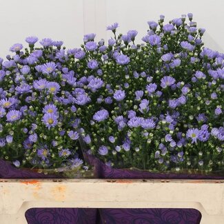 Freshy Aster Cassandra