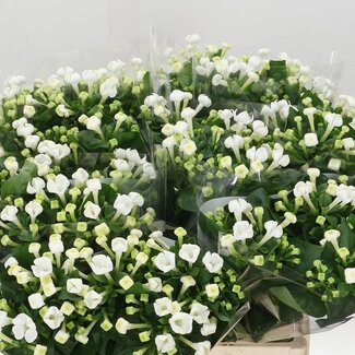 Freshy Aster “Paquita” | Kleur: Wit | Lengte ± 80 centimeter | Gewicht ± 30 gram per tak | Per 25 stelen