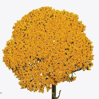 Freshy Hollandse Trosroos “Land Of Fire” | Kleur: Geel | Lengte ± 70 centimeter | Per 10 stelen