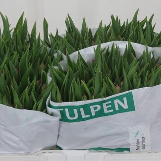 Freshy Enkelbloemige Tulp “Sugar Prince” | Kleur: Roze | Lengte ± 36 centimeter | Gewicht ± 30 gram per tak | Per 50 stelen