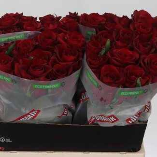 Freshy Grootbloemige Roos “Ever Red” | Kleur: Rood | Lengte ± 60 centimeter | Per 20 stelen