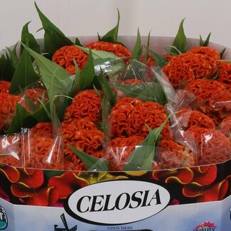 Freshy Celosia C Act Zara