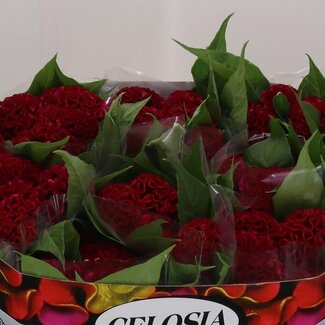 Freshy Celosia C Act Dara