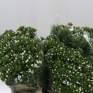 Freshy Dianthus Duizendschoon “Am Rose” | Kleur: Roze | Lengte ± 60 centimeter | Per 50 stelen