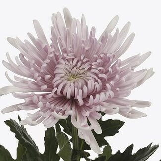 Freshy Pluischrysant Chrysanthemum “Cipria” | Kleur: Paars | Lengte ± 70 centimeter | Gewicht ± 90 gram per tak | Per 10 stelen