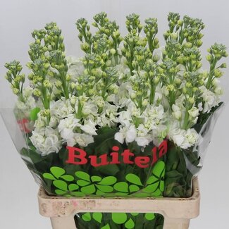 Freshy Violier Matthiola Incana “Iron White” | Kleur: Wit | Lengte ± 70 centimeter | Per 10 stelen