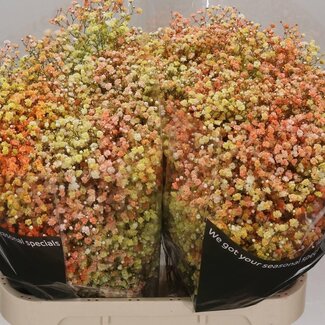 Freshy Gyps Kleurbehandeld Disco Miami