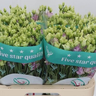 Freshy Eustoma Lisianthus Gevuld “Julius Grape” | Kleur: Paars | Lengte ± 70 centimeter | Per 10 stelen