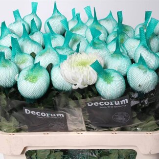 Freshy Pluischrysant Chrysanthemum “Magnum” | Kleur: Wit | Lengte ± 70 centimeter | Gewicht ± 110 gram per tak | Per 10 stelen