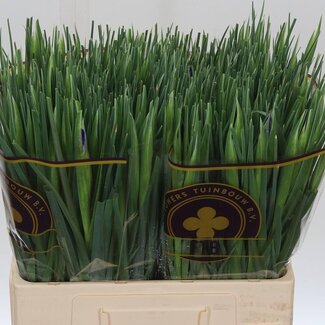 Freshy Iris Hollands “Blue Magic” | Kleur: Blauw | Lengte ± 66 centimeter | Gewicht ± 36 gram per tak | Per 50 stelen