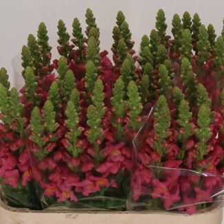 Freshy Antirrhinum Antibes Rose