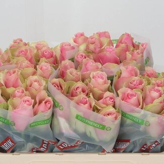 Freshy Grootbloemige Roos “Belle Rose” | Kleur: Roze | Lengte ± 50 centimeter | Per 20 stelen