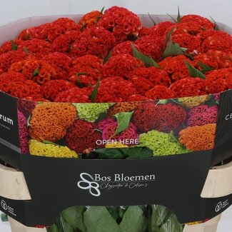 Freshy Celosia Cristata “Reprise Orange” | Kleur: Oranje | Lengte ± 72 centimeter | Per 10 stelen