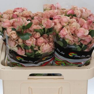 Freshy Trosroos “Destini” | Kleur: Roze | Lengte ± 60 centimeter | Per 10 stelen