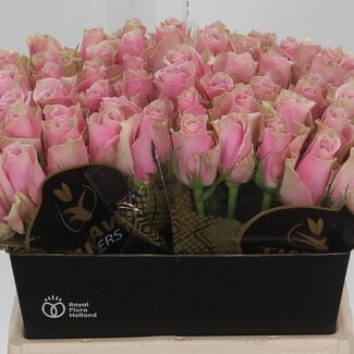 Freshy Rosa Athena Royale