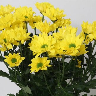 Freshy Troschrysant Chrysanthemum “Copa” | Kleur: Geel | Lengte ± 70 centimeter | Gewicht ± 75 gram per tak | Per 10 stelen