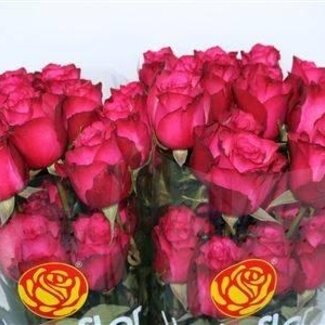 Freshy Rose “Lola” | Farbe: Rosa | Länge ± 40 centimeter | Pro 25 Stiele