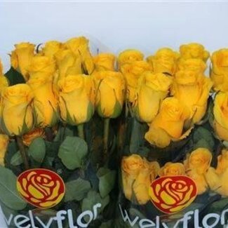 Freshy Roos “Brighton” | Kleur: Geel | Lengte ± 40 centimeter | Per 25 stelen