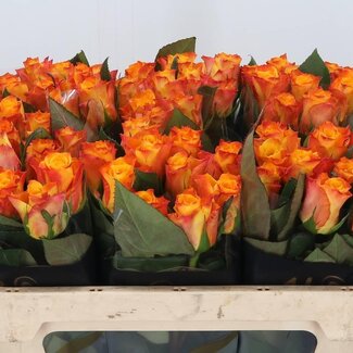 Freshy Rosa Marie-claire