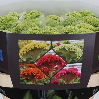 Freshy Celosia C Act Verda