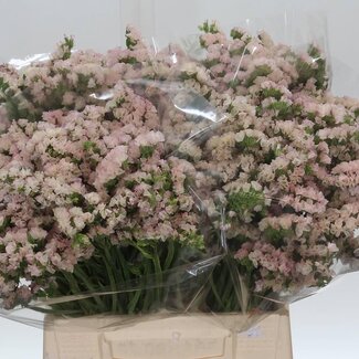 Freshy Limonium S Apricot Sun Birds