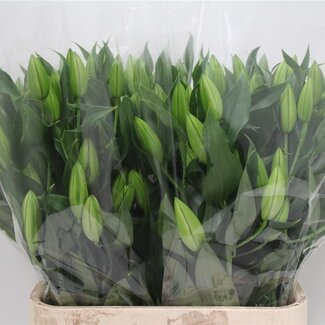 Freshy Lelie Oriental Aqua Signum