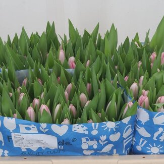 Freshy Enkelbloemige Tulp “Dynasty” | Kleur: Roze | Lengte ± 38 centimeter | Gewicht ± 33 gram per tak | Per 50 stelen