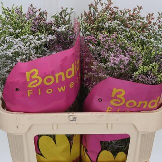 Freshy Limonium Sin Diamond Gemengd