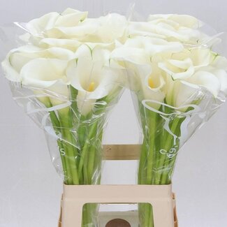Freshy Zantedeschia Ivory Art