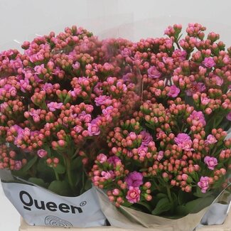 Freshy Kalanchoë “Taffy Pink Meadow” | Kleur: Roze | Lengte ± 40 centimeter | Per 10 stelen