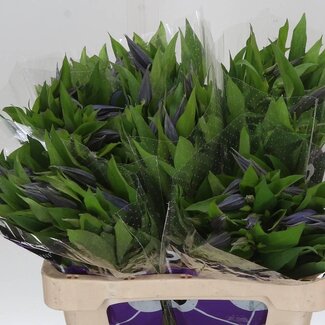 Freshy Clematis “Amazing Oslo” | Kleur: Blauw | Lengte ± 60 centimeter | Per 10 stelen