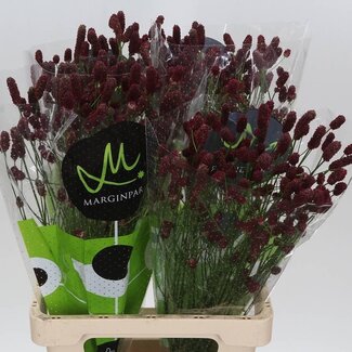 Freshy Sanguisorba Officinalis “Red Dream” | Kleur: Rood | Lengte ± 70 centimeter | Per 25 stelen