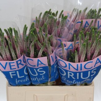 Freshy Veronica “Clea Roswhita” | Kleur: Roze | Lengte ± 60 centimeter | Per 25 stelen