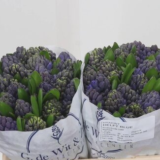 Freshy Hyacinthus Hyacint “Delft Blue” | Kleur: Blauw | Lengte ± 30 centimeter | Per 25 stelen