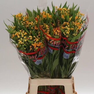Freshy Asclepias Cu Silky Gold