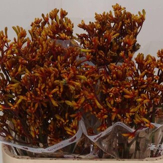 Freshy Anigozanthos Gold Fever