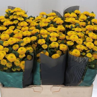Freshy Chrysanthemum Chrysant Santini “Aurinko” | Kleur: Geel | Lengte ± 55 centimeter | Per 25 stelen