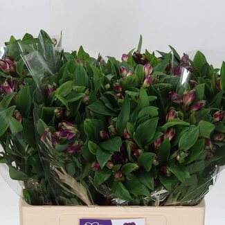 Freshy Korte Alstroemeria “Carline” | Kleur: Paars | Lengte ± 60 centimeter | Gewicht ± 30 gram per tak | Per 20 stelen