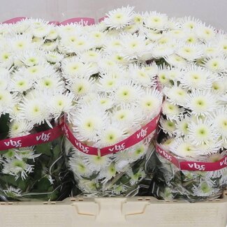 Freshy Chrysant santini Maradona