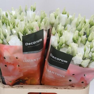 Freshy Eustoma Lisianthus Gevuld “Arena Giant White” | Kleur: Wit | Lengte ± 70 centimeter | Per 10 stelen