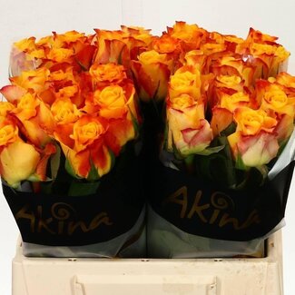 Freshy Rosa Marie-claire