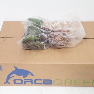 Freshy Galax Urceolata | Farbe: Grün | Länge ± 20 centimeter | Pro 10 Bündel