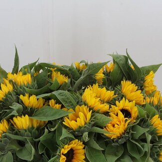 Freshy Helianthus Sunrich Orange