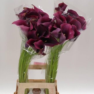 Freshy Zantedeschia Capt Promise