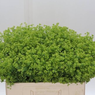 Freshy Alchemilla M Robustica