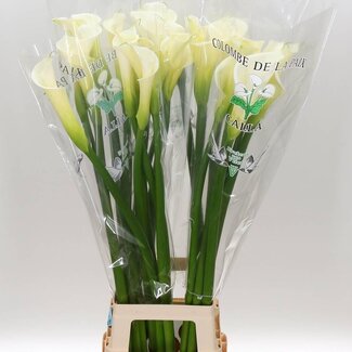 Freshy Zantedeschia Ae Colombe Paix
